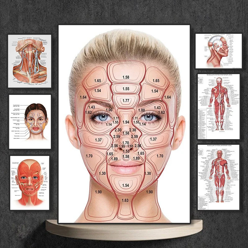 FACE Body Anatomy กล้ามเนื้อหลอดเลือดดํารายละเอียด EDUCATIONAL SCIENCE โปสเตอร์ Wall Art ภาพผ้าใบภาพวาดโรงพยาบาลคลินิก Salon Decor CS5E