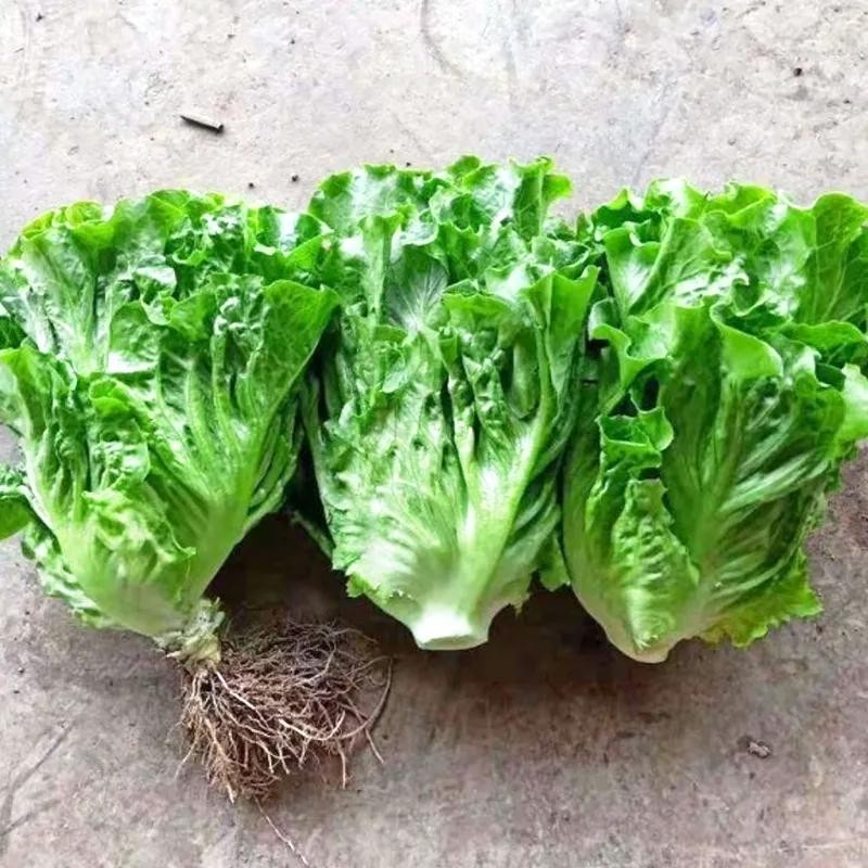เมล็ดพันธุ์ ผักกาดหอม อิตาลี สีเขียว (500เมล็ด/ซอง) ผักกาดหอมสลัด Rapid Leafy Romaine Lettuce Seeds Vegetable Plants - รูปที่ 4