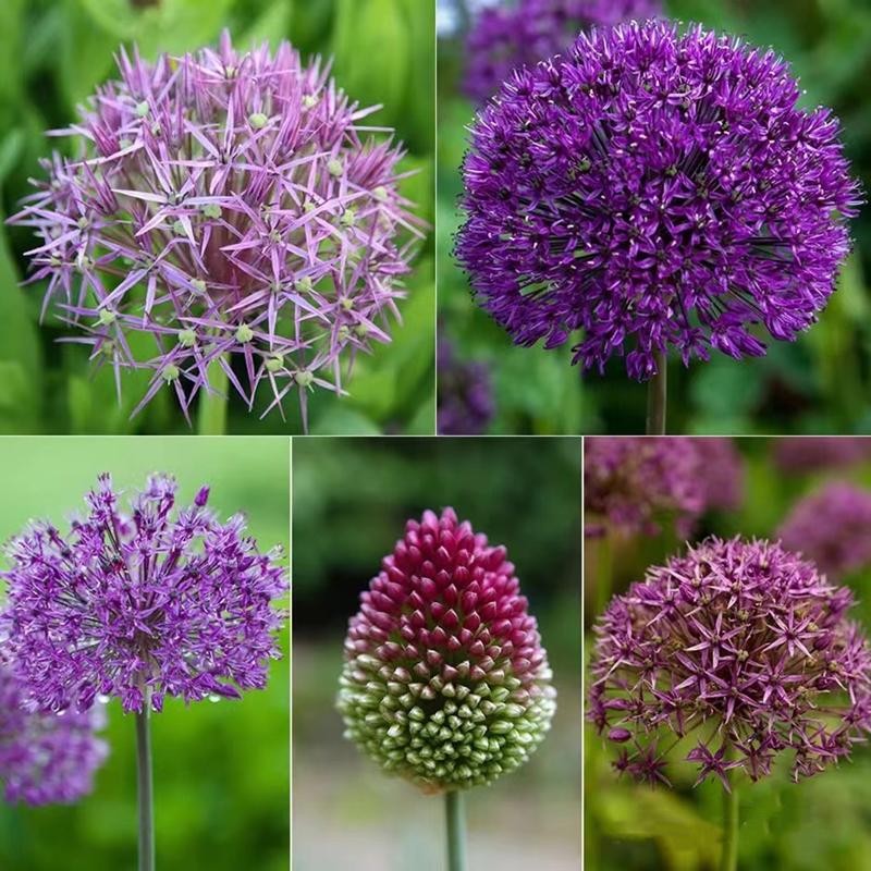 ปลูกง่าย เมล็ดพันธุ์ ดอกอัลเลี่ยม บรรจุ 100เมล็ด Mix Giant Allium Flower Seed ต้นไม้มงคล เมล็ดพันธุ์ดอกไม้ พันธุ์ดอกไม้ - รูปที่ 6