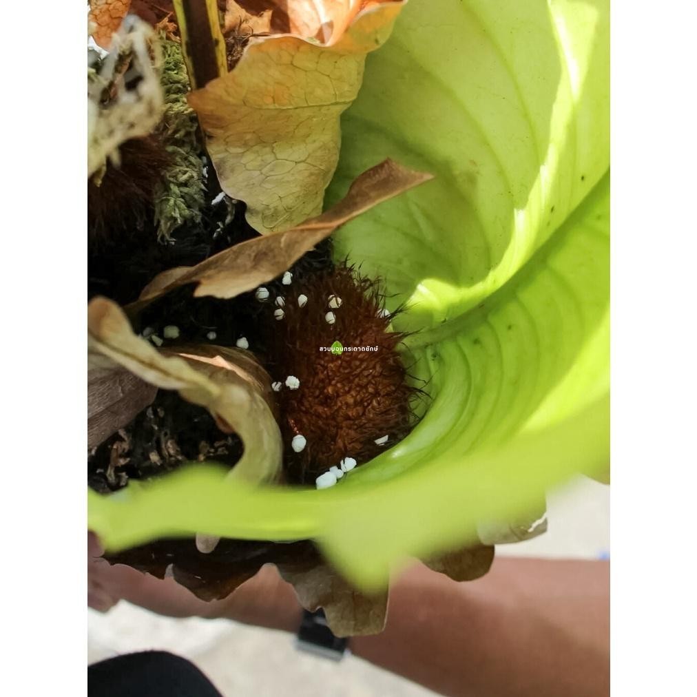 เฟิน, เฟิร์นกระแต, ต้นเฟิร์น, หัวว่าว - รูปที่ 5