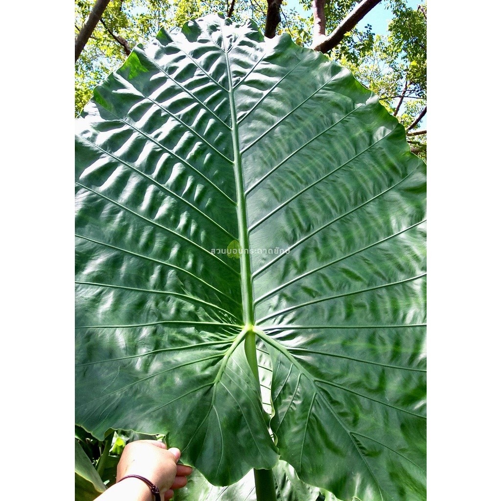 บอนกระดาดยักษ์, บอนยักษ์, ต้นกระดาด, ต้นบอน, Alocasia Borneo Giant