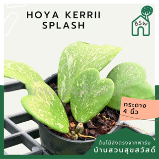 โฮย่าใบหัวใจ สแปช  Hoya Kerrii splash กระถาง 4 นิ้ว