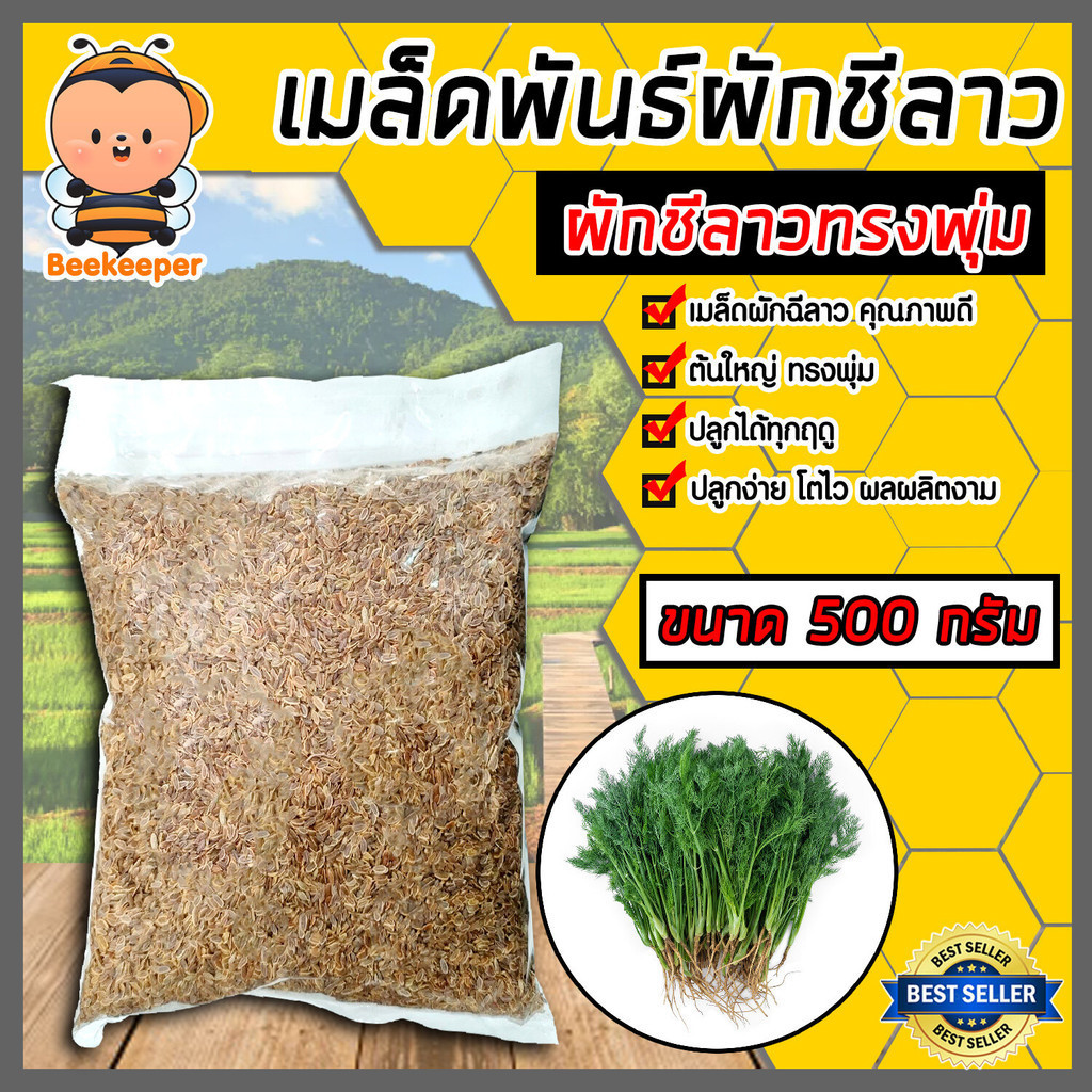 เมล็ดพันธุ์ผักสวนครัว ผักชีลาวพุ่ม 500ก. เมล็ดสมบูรณ์งอกชัวร์ โตไวต้นใหญ่ ปลูกง่ายทุกฤดู คัดเกรดเกษตรกรใช้