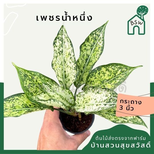 ต้นเพชรน้ำหนึ่ง ส่งพร้อมกระถาง 3 นิ้ว