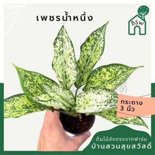 ต้นเพชรน้ำหนึ่ง ส่งพร้อมกระถาง 3 นิ้ว