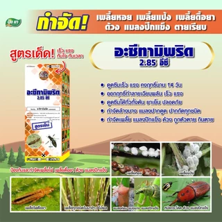 ยาฆ่าเพลี้ย อะซีทามิพริด 2.85 อีซี กำจัดเพลี้ยไฟ เพลี้ยหอย เพลี้ยแป้ง เพลี้ยดื้อยา กำจัดด้วง กำจัดแมลงปีกแข็ง