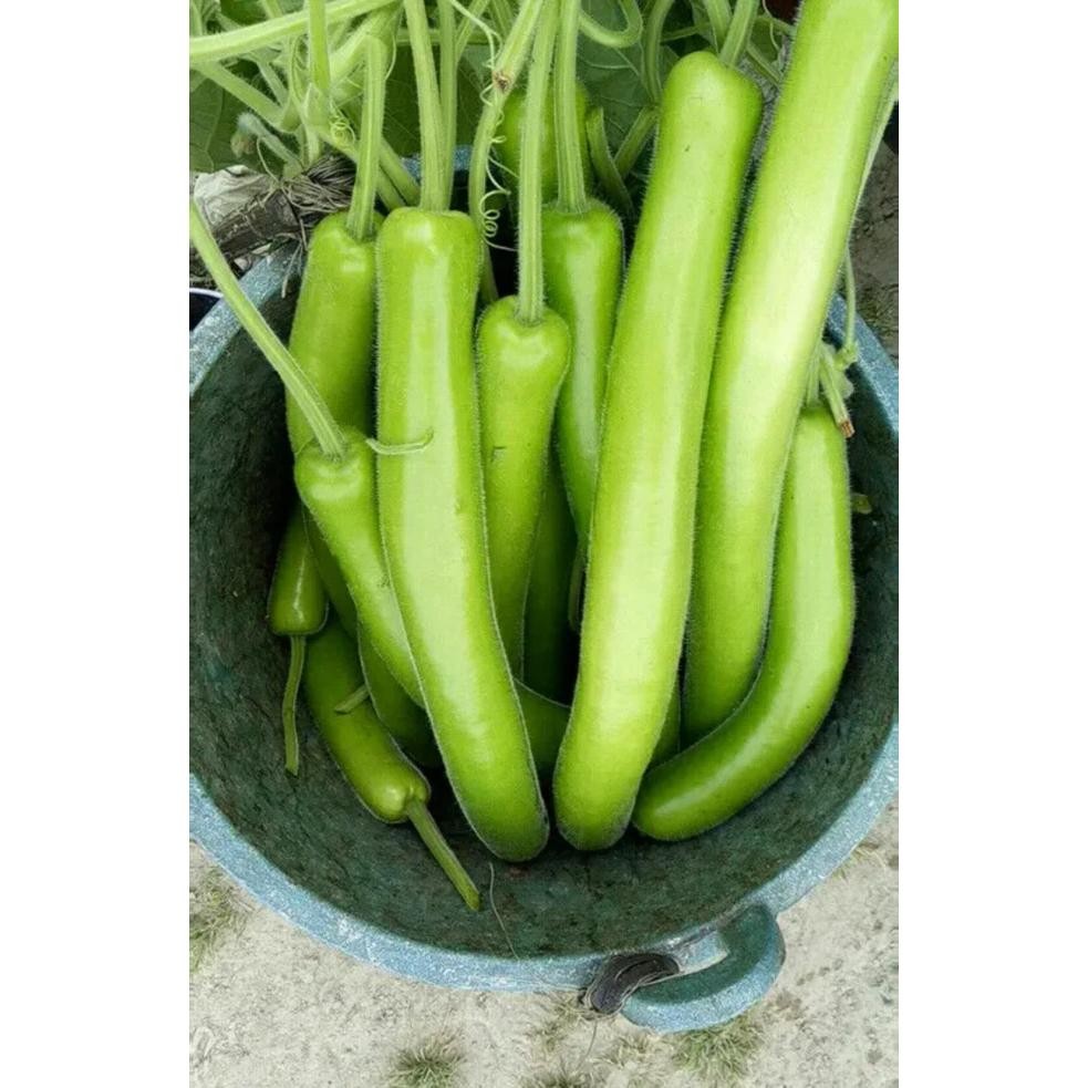 เมล็ดพันธุ์น้ำเต้ายาว บรรจุ 25 เมล็ด Long Bottle Gourd Seed เมล็ดพันธุ์ผัก ผักสวนครัว ผักออร์แกนิก ปลูกผัก สวนครัว โตไว - รูปที่ 6