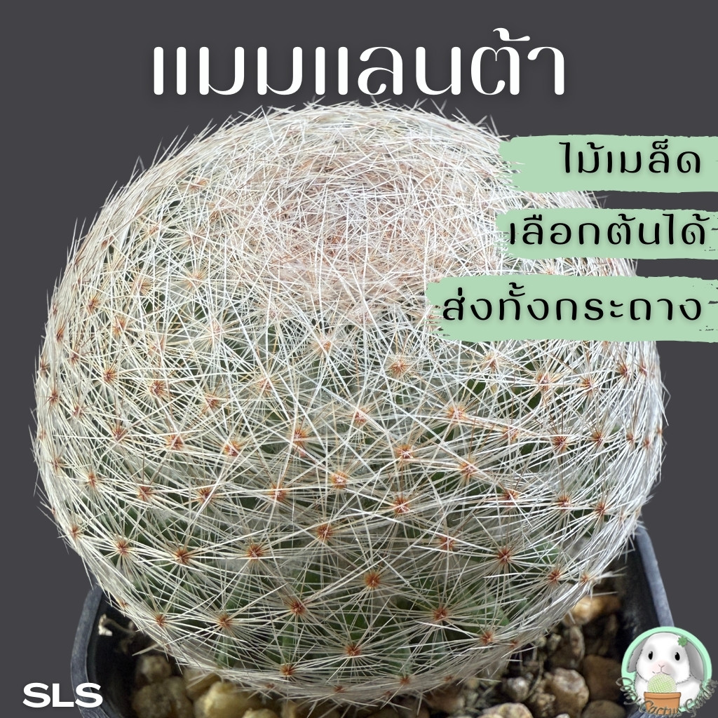ต้นแมมแลนต้า ส่งทั้งกระถาง เลือกต้นได้ (Mammillaria lenta) SET SLS ต้นกระบองเพชร ราคาถูก🌵ต้นแคคตัส❤️