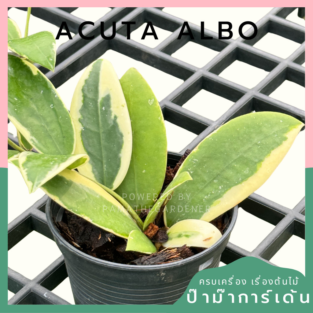 Hoya acuta albo พร้อมกระถาง 4 นิ้ว