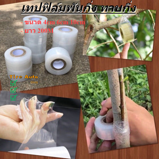 เทปฟิล์มพันกิ่ง ทาบกิ่ง เทปพันกิ่งไม้ แลปพลาสติก อุปกรณ์ตอนก…