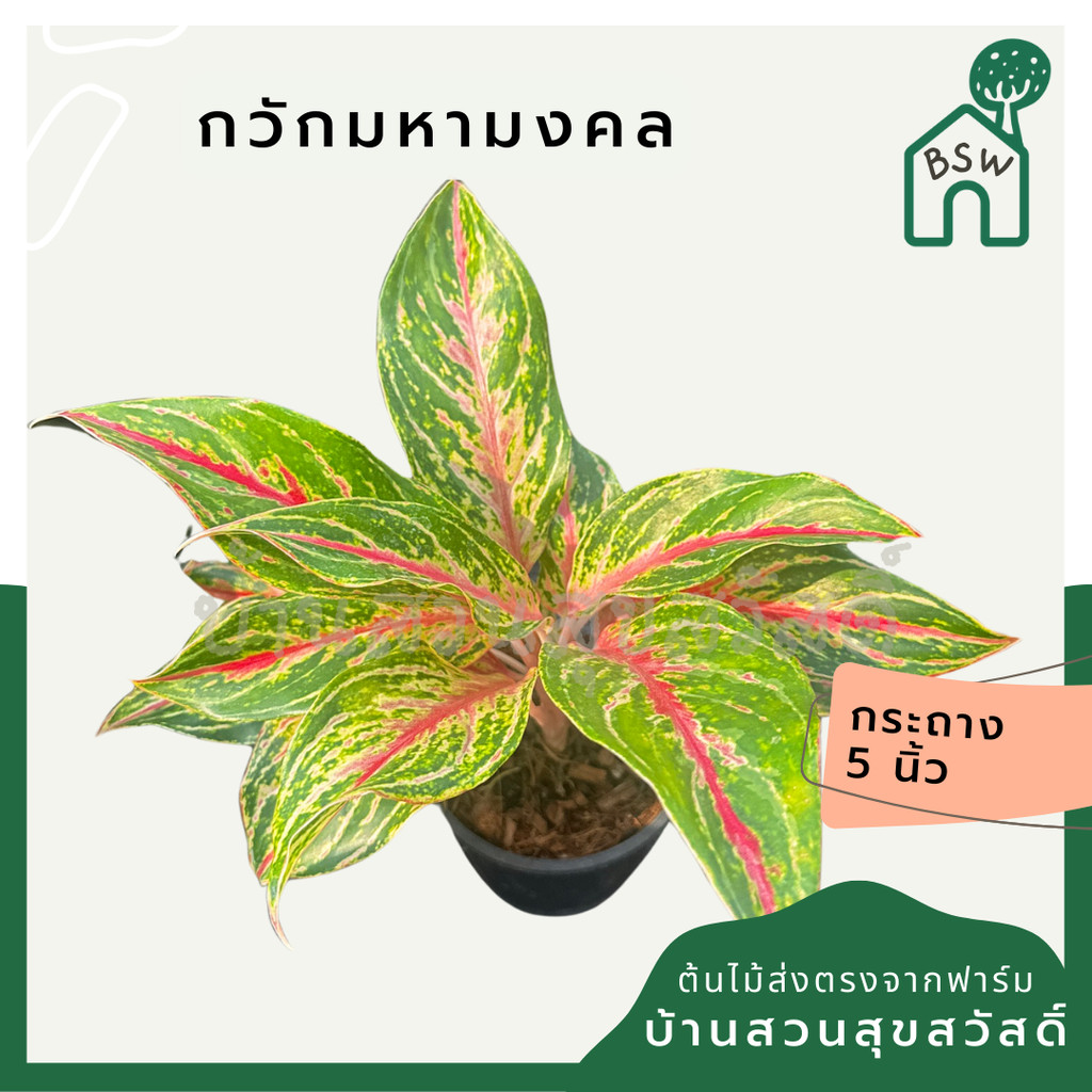 อโกลนีม่า กวักมหามงคล กระถาง 5 นิ้ว