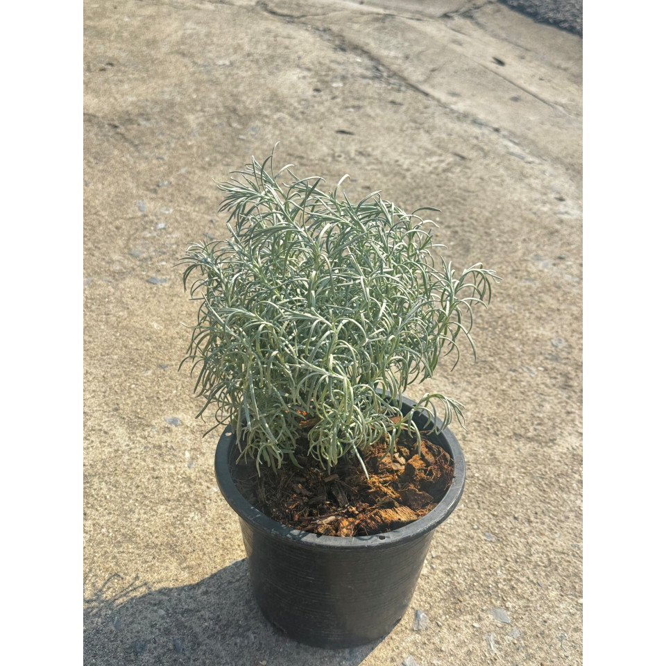 มุมมอง 5