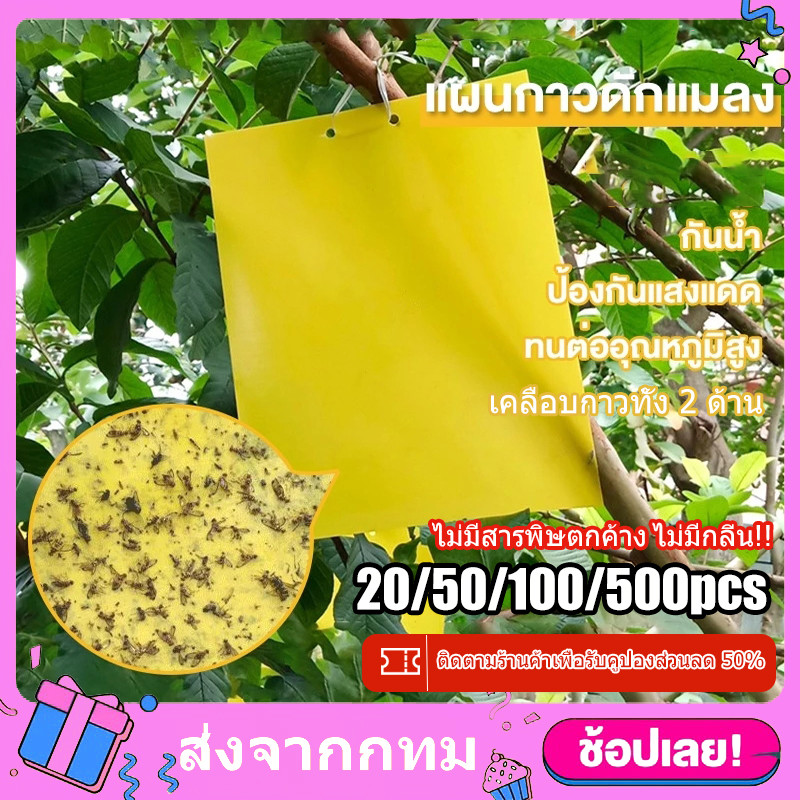 แผ่นกาวดักแมลง กาวดักแมลงวันทอง กาวเหนียว 2 ด้าน กาวดักแมลงวันทอง สีเหลือง ( แพค 20/50/100 แผ่น )