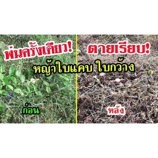 ยา ฆ่าหญ้ามันสำปะหลัง (ฉีดทับมันได้) คุมหญ้าในมัน ฆ่าไร่มัน คุมหญ้ามัน ฆ่าหญ้าในไร่มัน 1 ลิตร