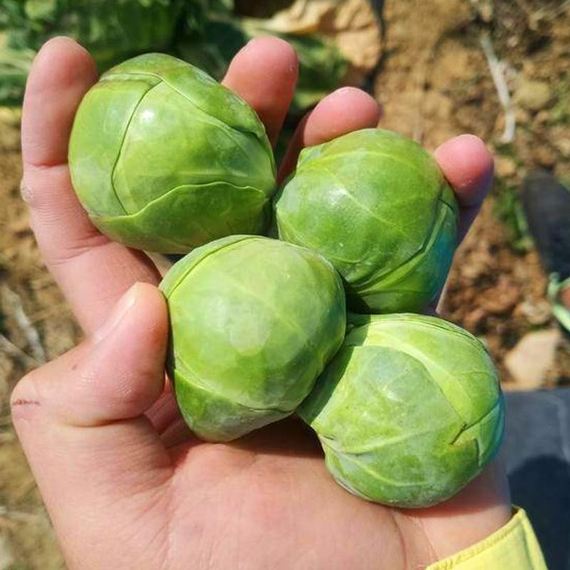 เมล็ดพันธุ์ กะหล่ำดาว บรรจุ 20 เมล็ด Brussels Sprouts Seed Organic Vegetable Seeds for Planting เมล็ดกะหล่ำบรัสเซลส์