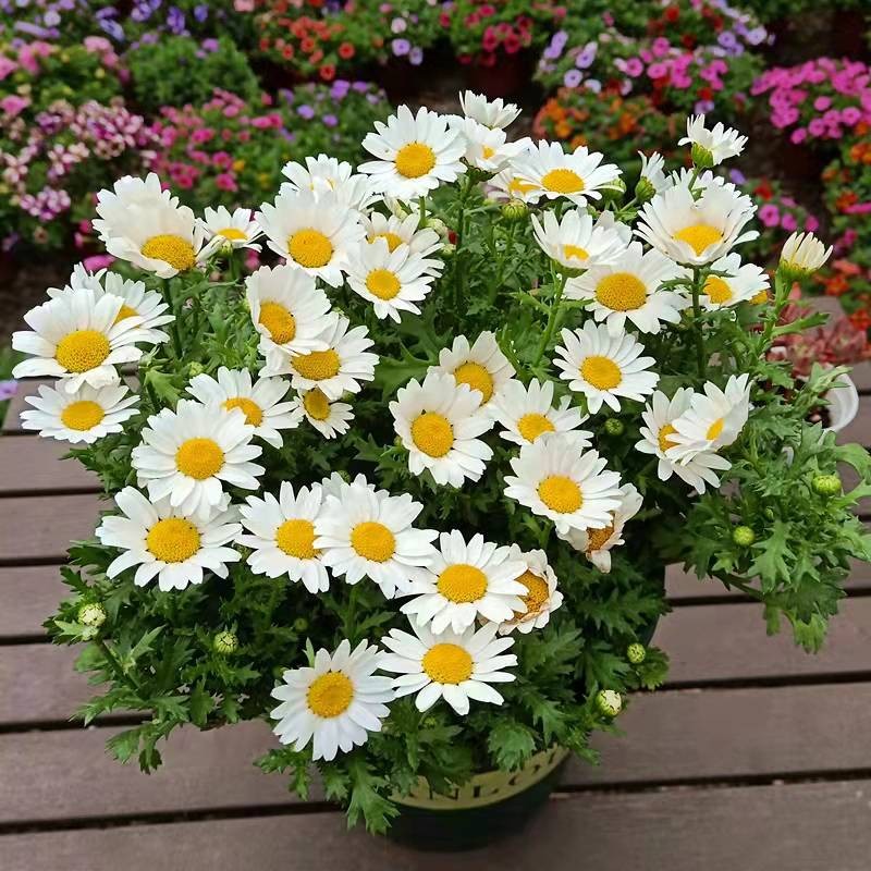 เมล็ดพันธุ์ ดอกครีพปิ้ง เดซี่ เมล็ดพันธุ์ ดอกเดซี่ 150เมล็ด ปลูกได้ทั่วไทย Daisy Seeds Flower Seeds บอนสี ต้นไม้มงคลสวยๆ - รูปที่ 2