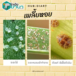 #ไวต์ออยล์ ป้องกันเพลี้ยหอย เพลี้ยไฟ เพลี้ยแป้ง #ร้านปุ๋ยดีเด่น