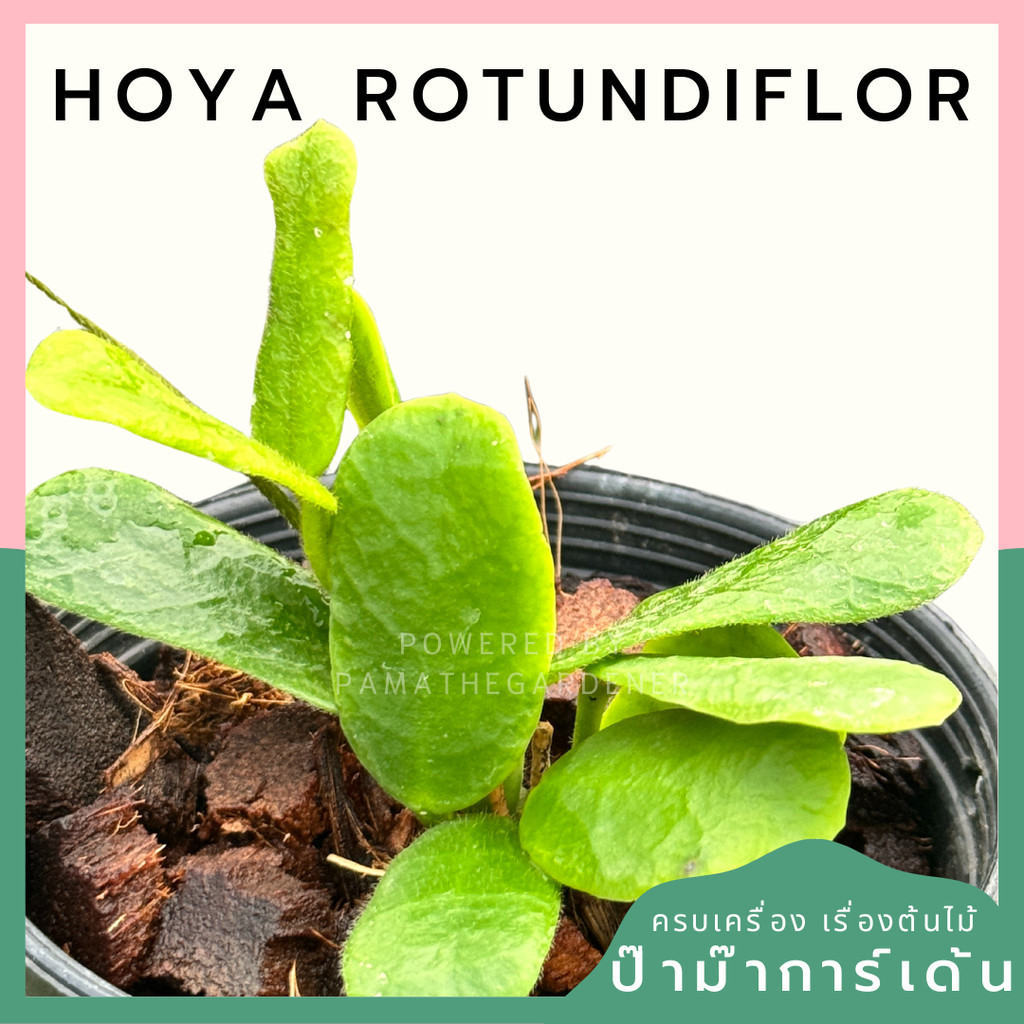 Hoya ซาลาเปา พร้อมกระถาง 4 นิ้ว Hoya Rotundiflor