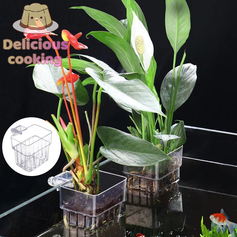 ทําอาหารแสนอร่อย Al Fish Aquarium Water Grass Plang Cup รูปที่ 7