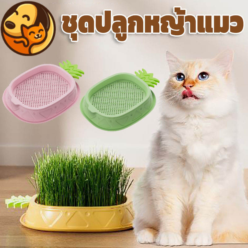 COD ชุดปลูกหญ้าแมว หญ้าแมวออแกนิก นํากลับมาใช้ใหม่ได้ เมล็ดพืช 5 แพ็ค
