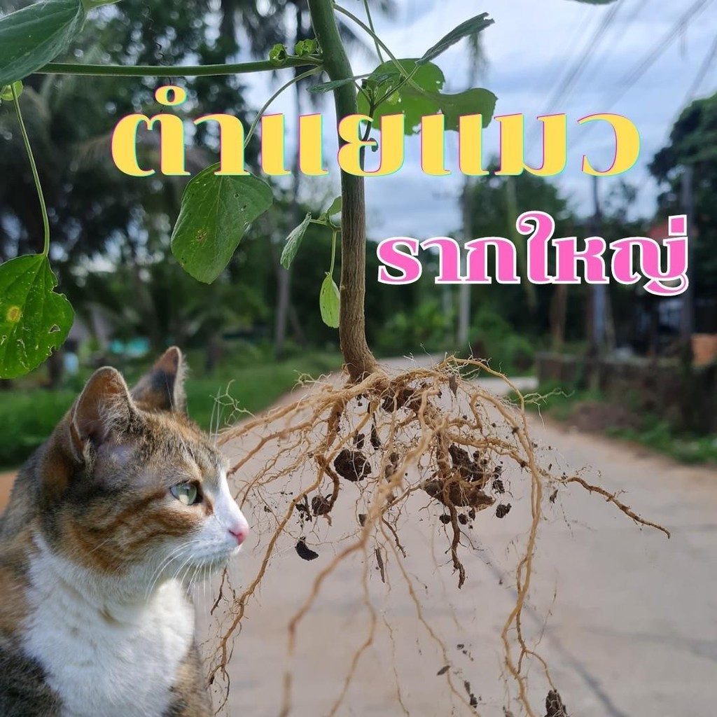 ตำแยแมวตัดสดรากใหญ่เก็บวันต่อวัน จำนวน 10 ราก ราคา ถูกที่สุด ดีลบีเคเค แกลเลอรีภาพที่ 3