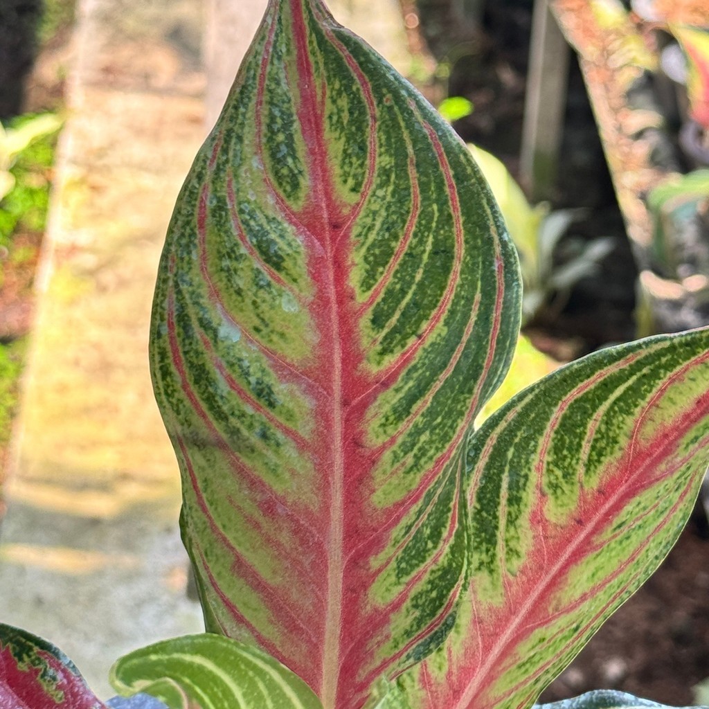 มุมมอง 6