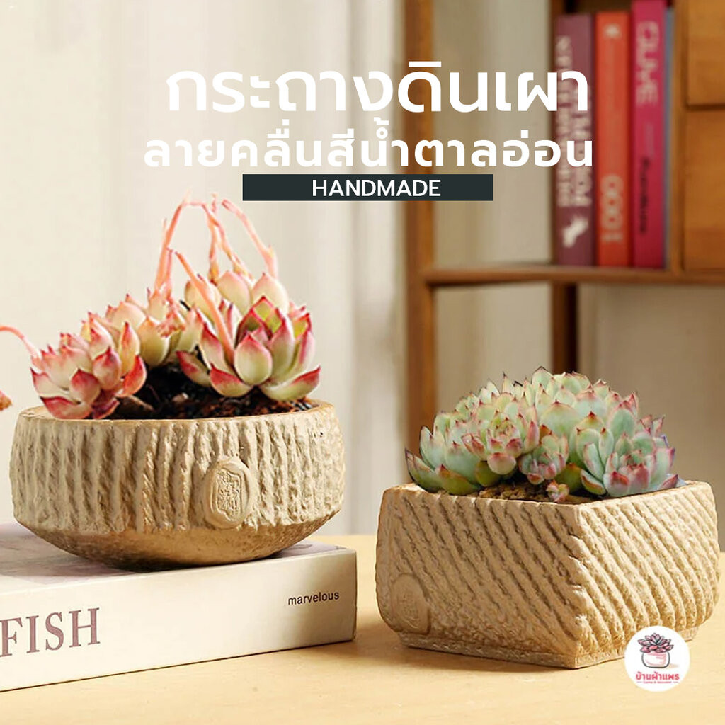 กระถางดินเผา ลายคลื่นสีน้ำตาลอ่อน กระถางต้นไม้ ไม้อวบน้ำ กุหลาบหิน cactus&succulentหลากหลายสายพันธุ์