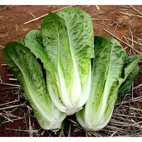 [10แถม1คละได้] เมล็ดพันธุ์ สลัดกรีนคอส ผักกสวนครัว 100-200 เมล็ด มีคู่มือปลูก