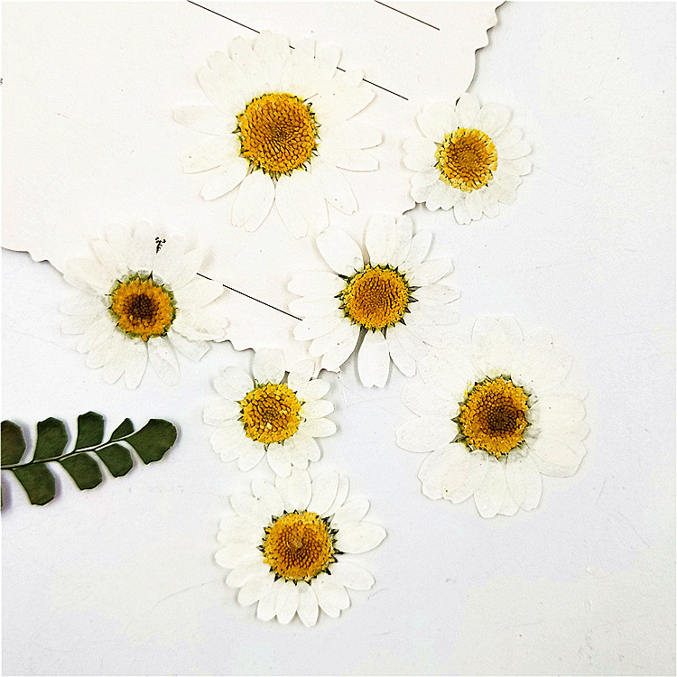 🇹🇭พร้อมส่ง | ดอกเดซี่ขาว ดอกไม้ทับแห้ง มี 3 ขนาด  | White Daisy Pressed Flowers 🌼