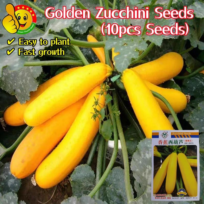 10เมล็ด/ซอง เมล็ดพันธุ์ น้ำเต้า High Yield Golden Zucchini Seeds Bottle Gourd Seeds Organic Vegetabl