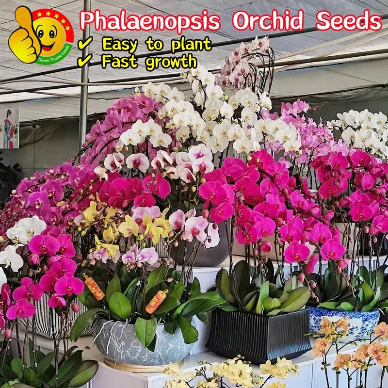 50เมล็ด ฟาแลนนอปซิส เมล็ดดอกไม้ Mixed Phalaenopsis Orchid Seeds Flower Seeds Butterfly Orchid Plants