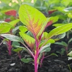 [10แถม1คละได้] ผักโขมชมพู เมล็ดพันธุ์ (Pink Amaranth)​ ปลูกง่าย โตเร็ว 200-500 เมล็ด มีคู่มือการปลูก