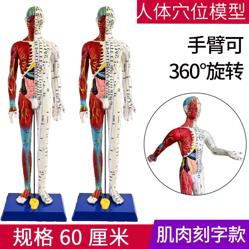 B6RC จําลองแม่พิมพ์รุ่น 60 ซม.ครึ่งผิวครึ่งกล้ามเนื้อ Anatomy การฝังเข็มตัวอักษรมนุษย์ Ultra-High De