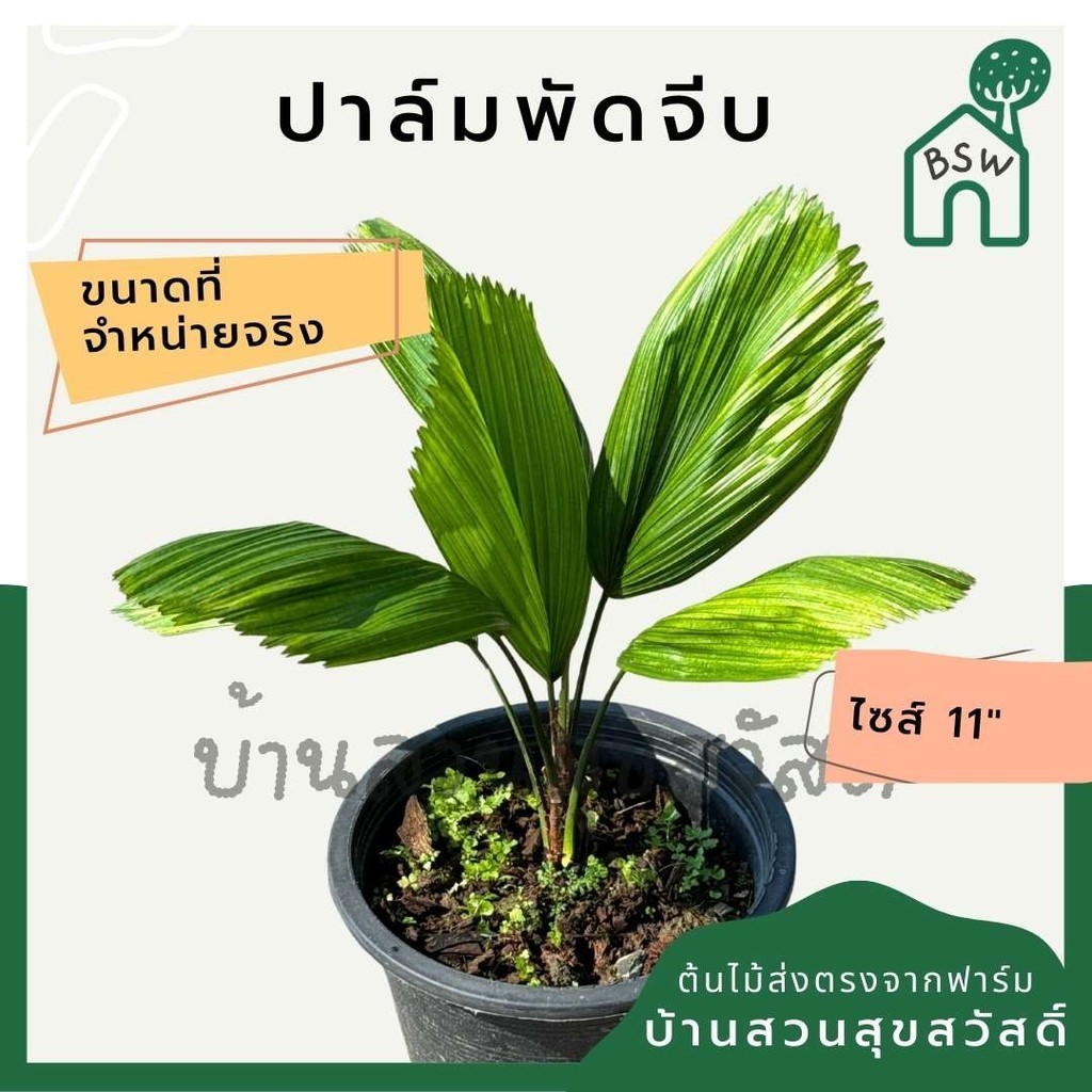ต้นปาล์มพัดจีบ 11 นิ้ว