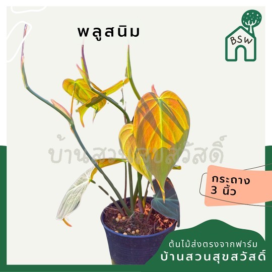 มุมมอง 2