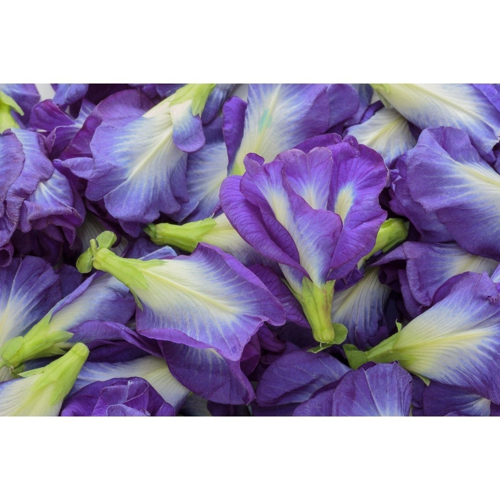 [10แถม1คละได้] ดอกอัญชัน สีม่วง 5 กลีบ อัญชันเทพรัตน์ไพลิน เมล็ดพันธุ์ 5-12 เมล็ด มีคู่มือการปลูก