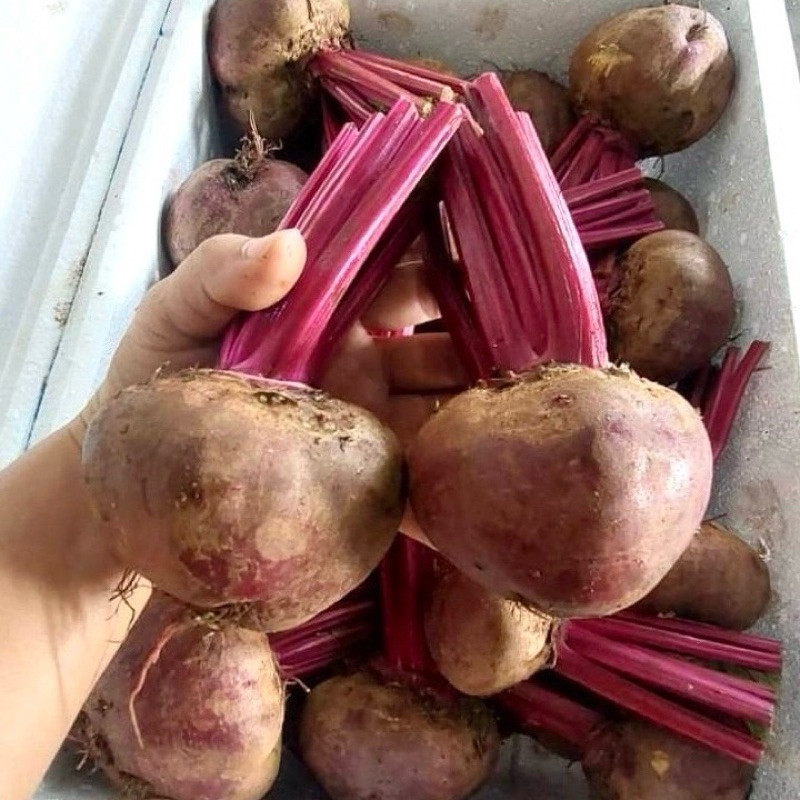 บีทรูทสด (Beetroot)  หัวบีท ผักเพื่อสุขภาพ พร้อมส่ง 500กรัม 1กิโลกรัม พร้อมส่ง!! สด ใหม่  จาก ฟาร์ม ทุกวัน