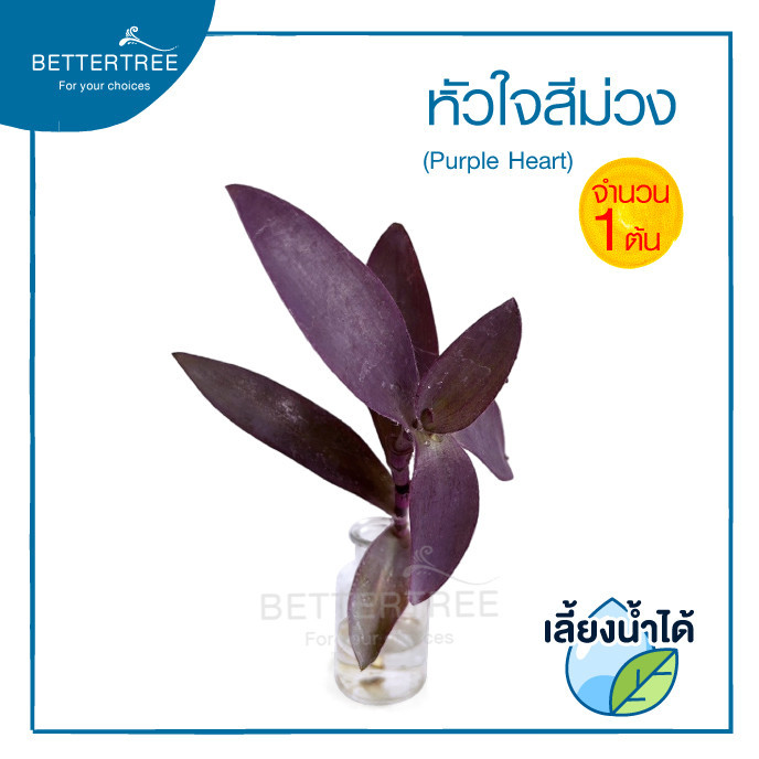 หัวใจสีม่วง (จำนวน 1 ต้น) เลี้ยงน้ำได้ ไม้มงคล ไม้ฟอกอากาศ Purple Heartต้นไม้