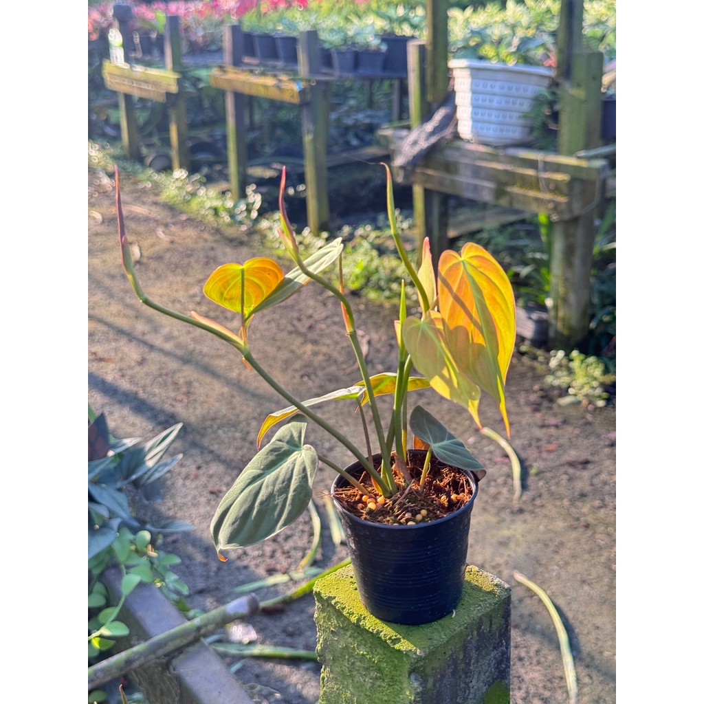 มุมมอง 4