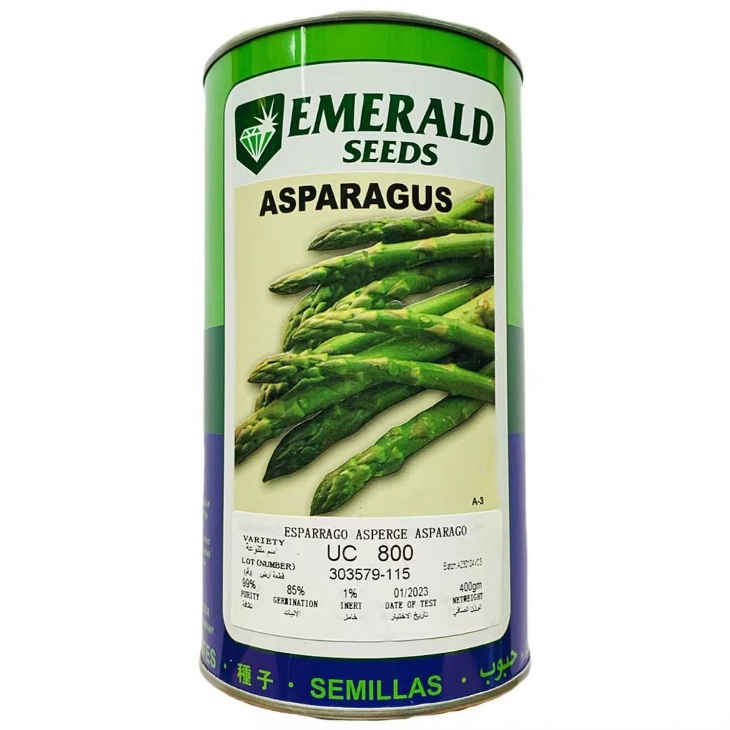 Imported Asparagus Seeds USA UC800 Perennial Green Asparagus Seeds Stone Cabbage Four Seasons Potted