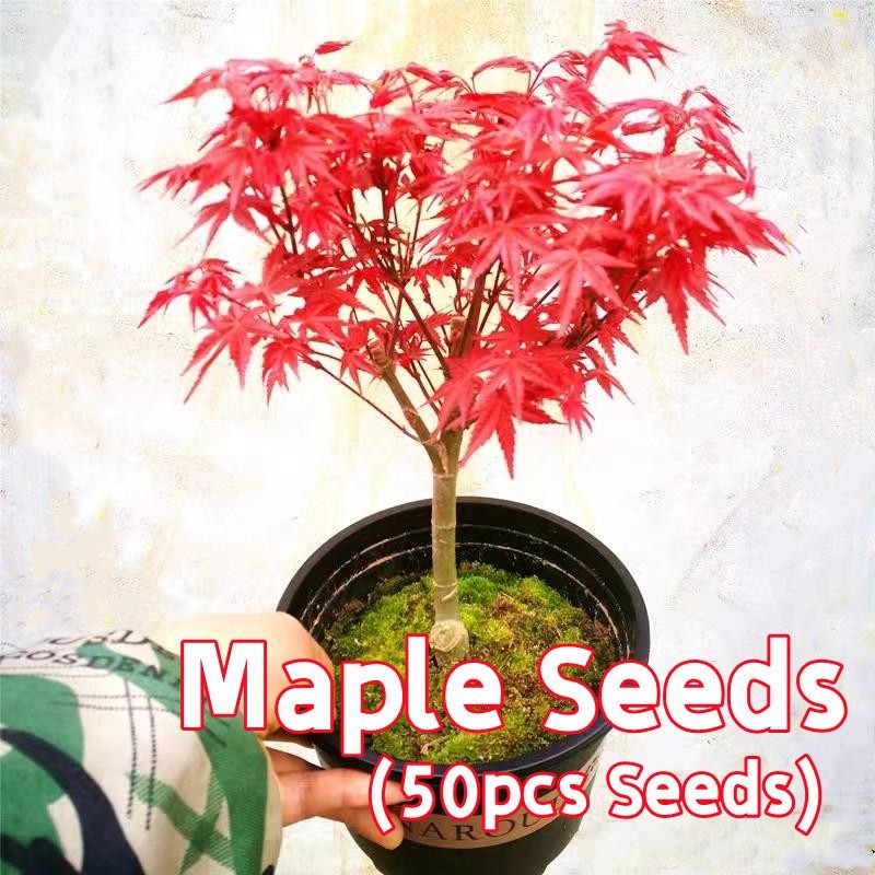 50 เมล็ด ต้นเมเปิ้ลแดง เมล็ดพันธุ์ Red Maple Tree Seeds Maple Flower Seeds ต้นเมเปิ้ล ไม้ประดับ ต้นบอนไซ ต้นไม้ประดับ