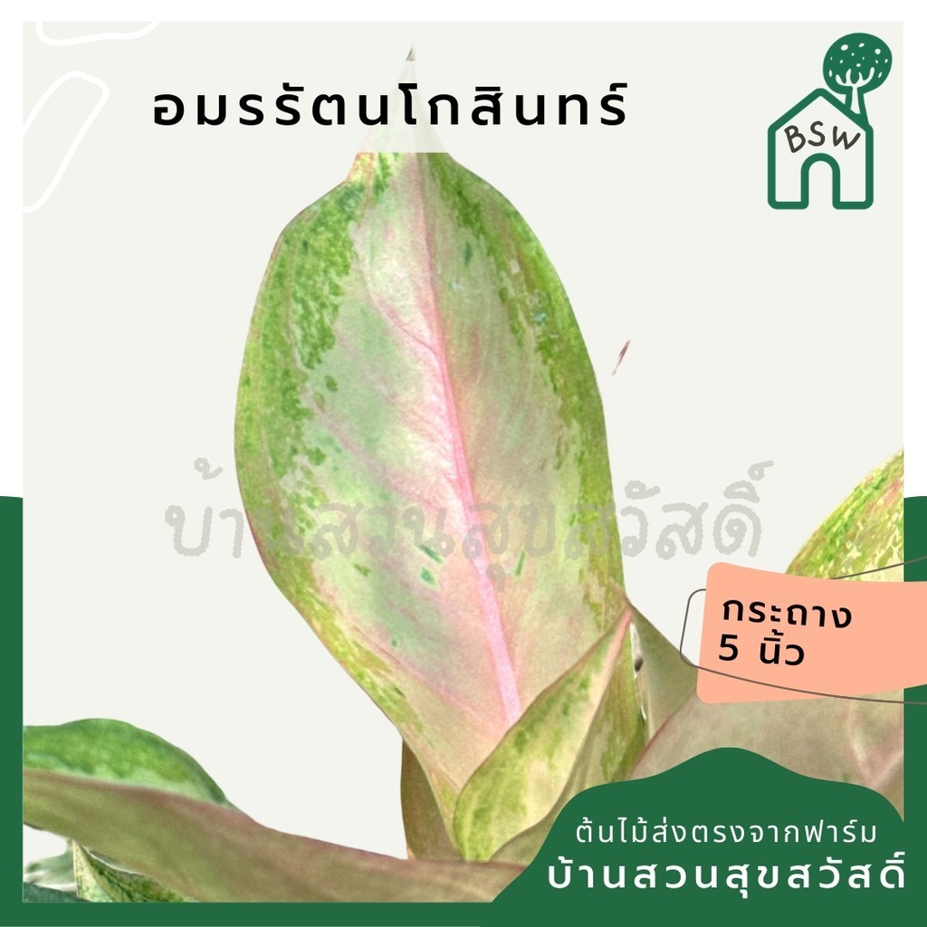 มุมมอง 8