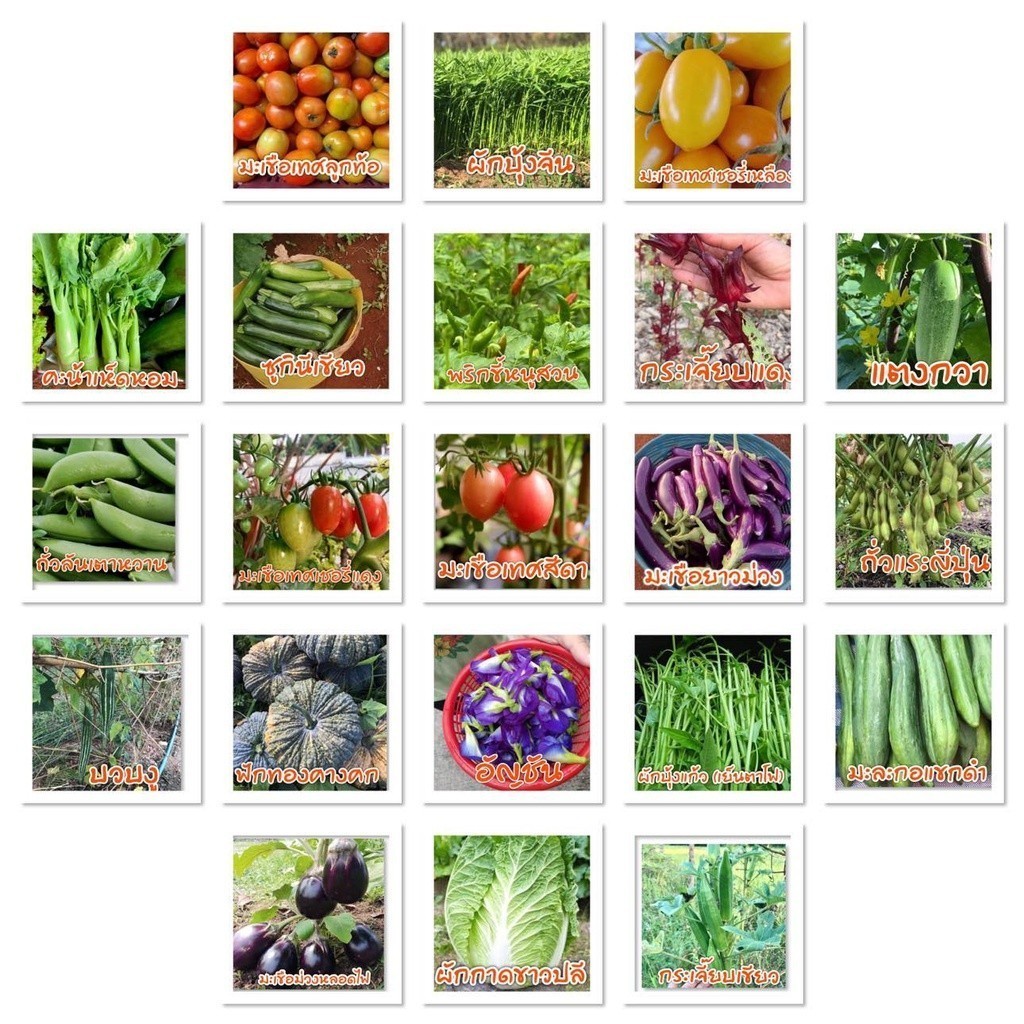 [10แถม1คละได้] เมล็ดพันธุ์ สวนครัวขายดี ผักพื้นบ้าน ตัวเลือก 4-600 เมล็ด มีคู่มือการปลูก