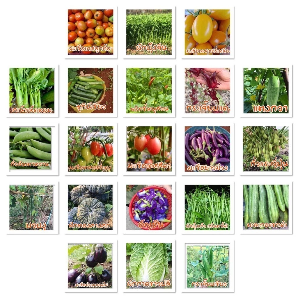 [10แถม1คละได้] เมล็ดพันธุ์ สวนครัวขายดี ผักพื้นบ้าน ตัวเลือก 4-600 เมล็ด มีคู่มือการปลูก