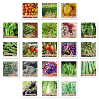 [10แถม1คละได้] เมล็ดพันธุ์ สวนครัวขายดี ผักพื้นบ้าน ตัวเลือก 4-600 เมล็ด มีคู่มือการปลูก