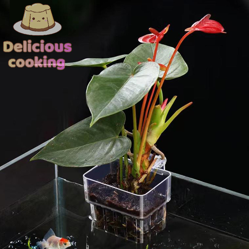 ทําอาหารแสนอร่อย Al Fish Aquarium Water Grass Plang Cup รูปที่ 6