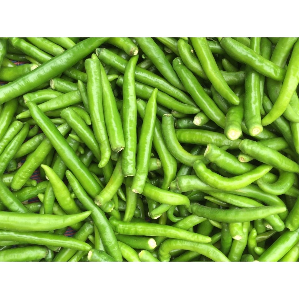 (3แถม1) จำนวน 500 เม็ด/ซอง เมล็ดพันธุ์พริกแดงจินดาผลดิบสีเขียว ผลแก่สุกสีแดงเข้ม ใช้ได้ทั้งผลสดและแห้ง (มีคู่มือการปลูก) - รูปที่ 2