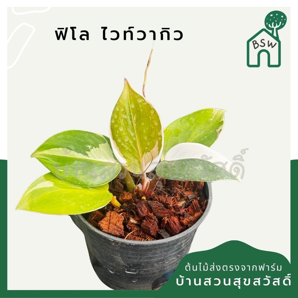 มุมมอง 2