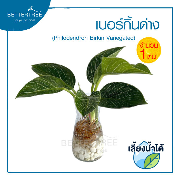 เบอร์กิ้นด่างต้นใหญ่(จำนวน 1 ต้น) เลี้ยงน้ำได้ Philodendron Birkin Variegated  ไม้ฟอกอากาศ