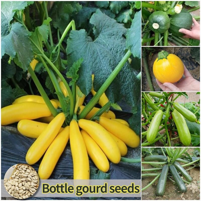 เมล็ดพันธุ์ น้ำเต้าขวด บรรจุ 30เมล็ด Organic Zucchini Seeds Bottle Gourd Vegetable Seeds for Plantin